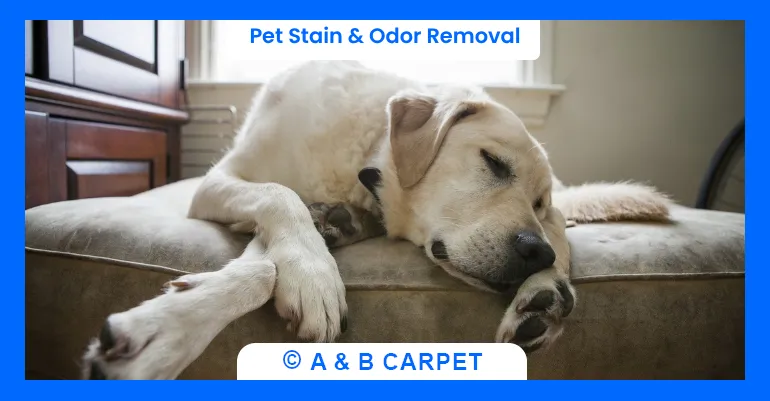 Pet stain odor removal brooklyn ny